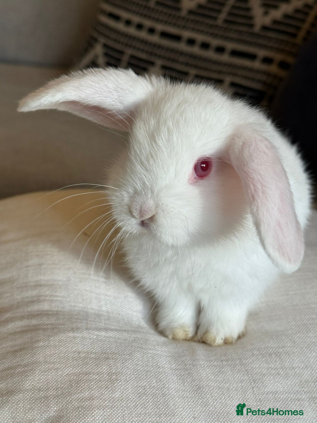 Mini Lop rabbits for sale: Lovely litter of 4 x mini lops - Image 8