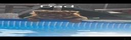Olde English Bulldogge dogs for sale: Stunning Olde English Bulldogge Pups - Advert 19