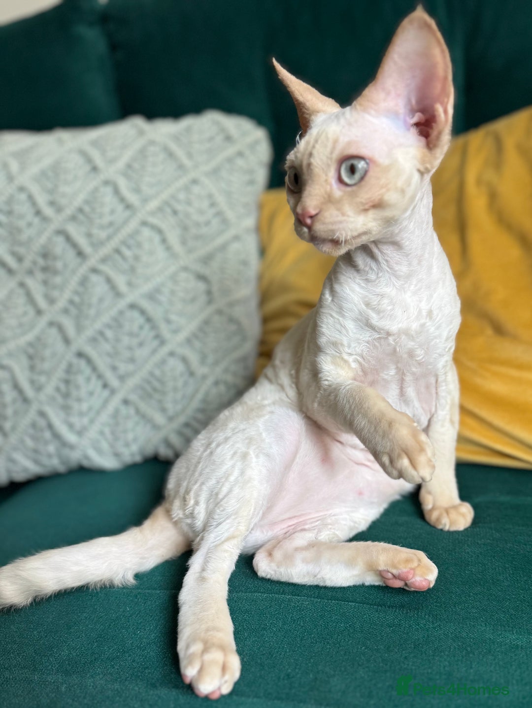 Devon Rex cats for sale: Amazing Boys Ready for 4ever home - Image 6