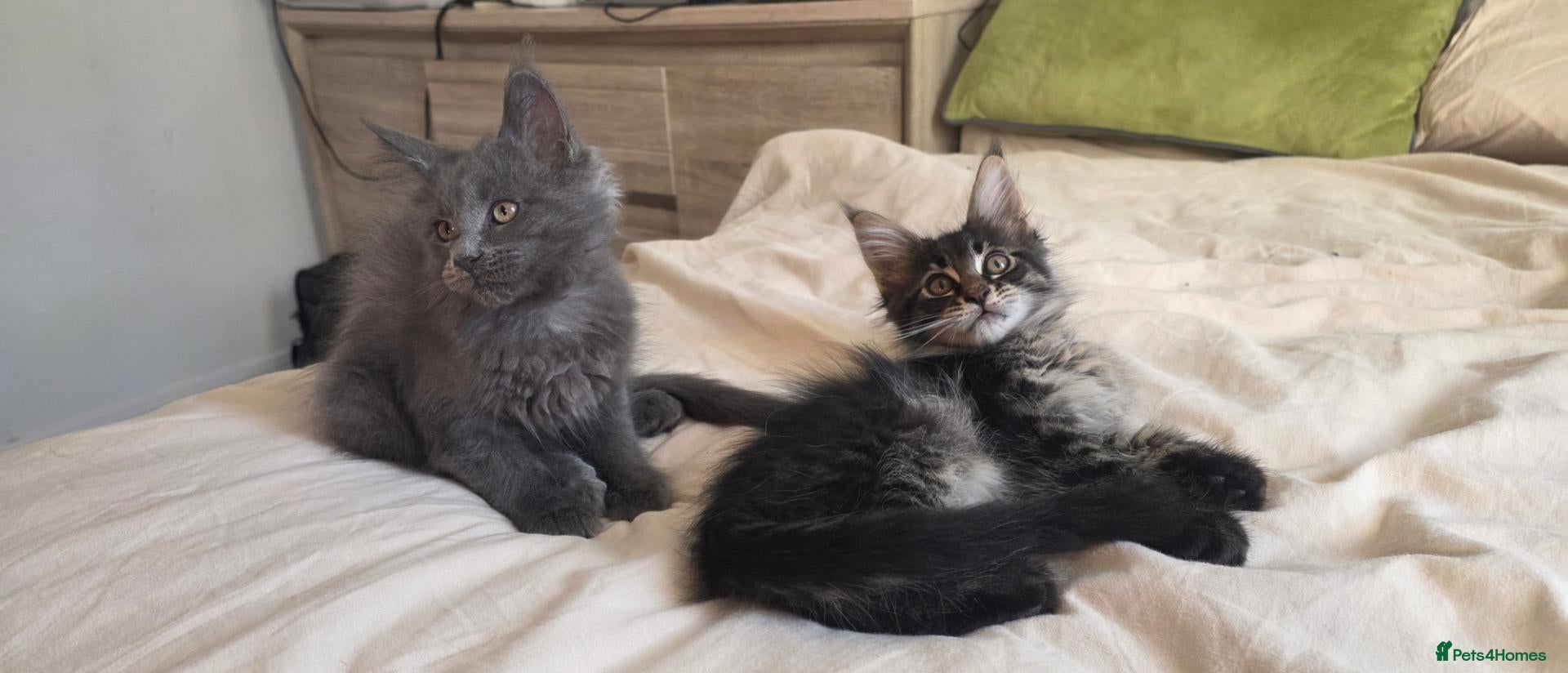 Maine Coon cats Maine coon kitten  - Advert 15