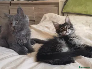 Maine Coon cats Maine coon kitten - Advert 15