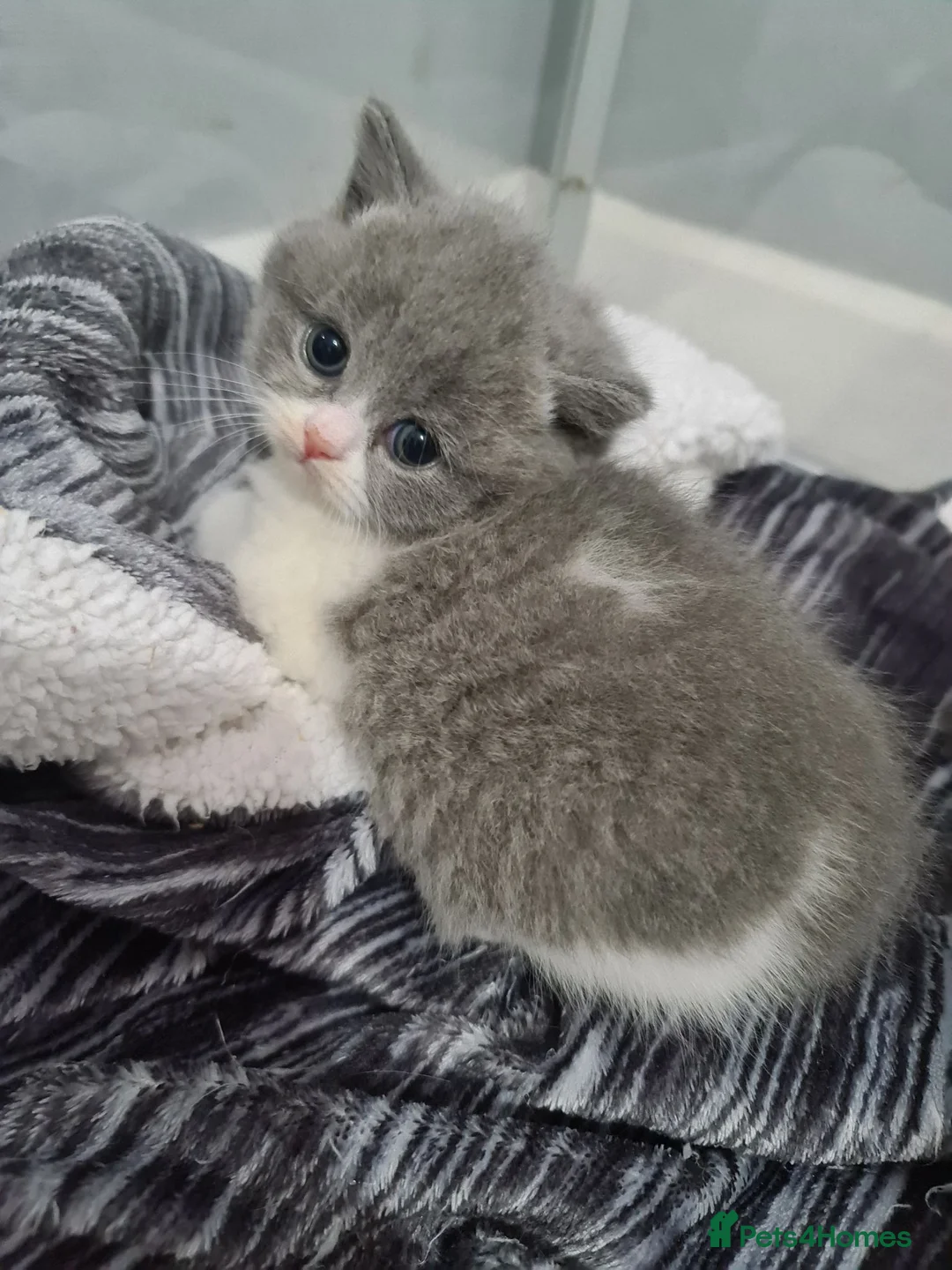 British Shorthair cats for sale: British shorthair kittens  - Advert 10