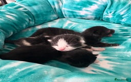 Mixed Breed cats for sale: Mixed breed kittens  - Image 30