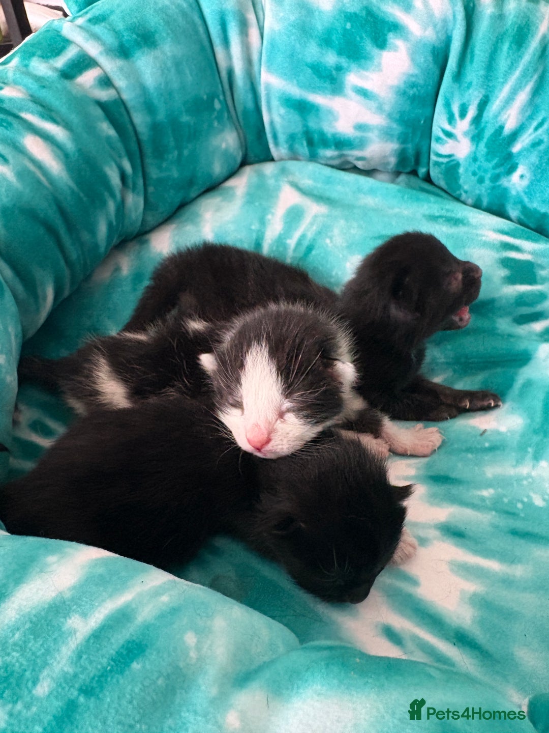 Mixed Breed cats for sale: Mixed breed kittens  - Image 30