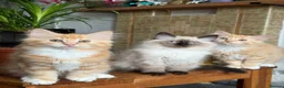 Mixed Breed cats for sale: Kittens for the best homes - Advert 7