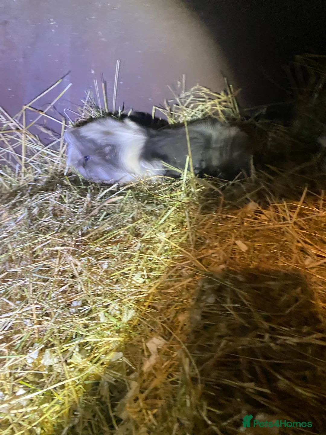 Guinea Pig rodents for sale: Peruvian Guinea pigs  - Advert 11