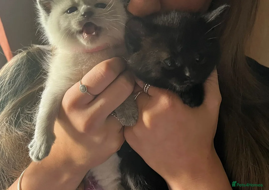 British Shorthair cats for sale: 2 male British short-hair cats  - Advert 2