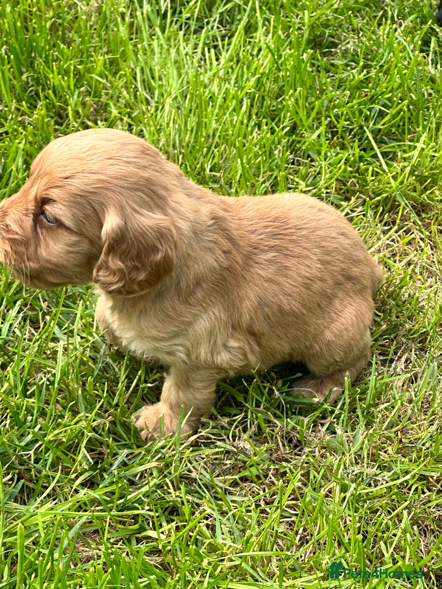 Cockapoo dogs Stunning cockapoo puppies  - Advert 6