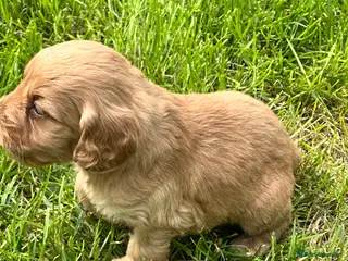 Cockapoo dogs Stunning cockapoo puppies - Advert 1