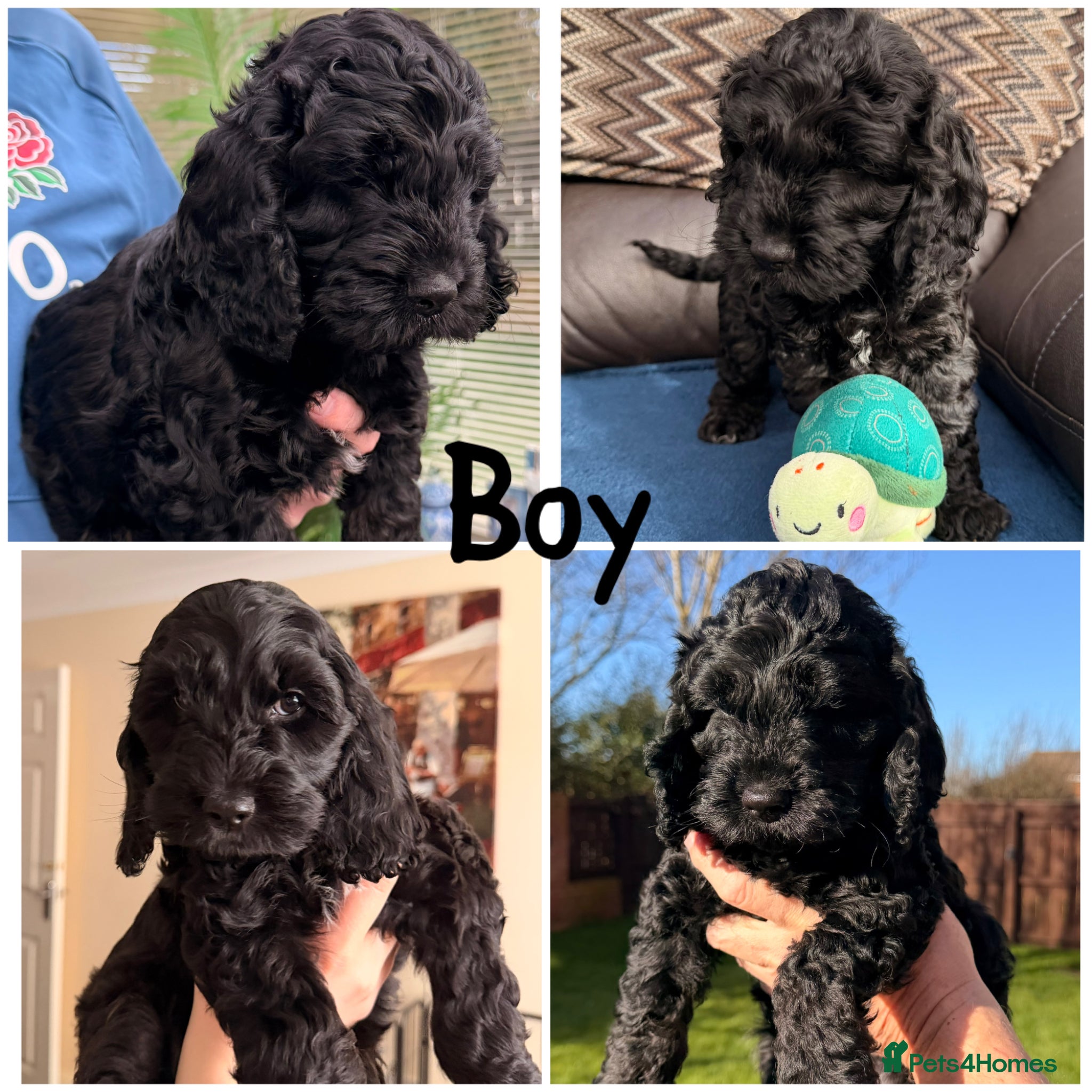 Cockapoo dogs F1 Cockapoo Puppies - Advert 1