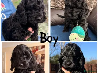 Cockapoo dogs F1 Cockapoo Puppies - Advert 1