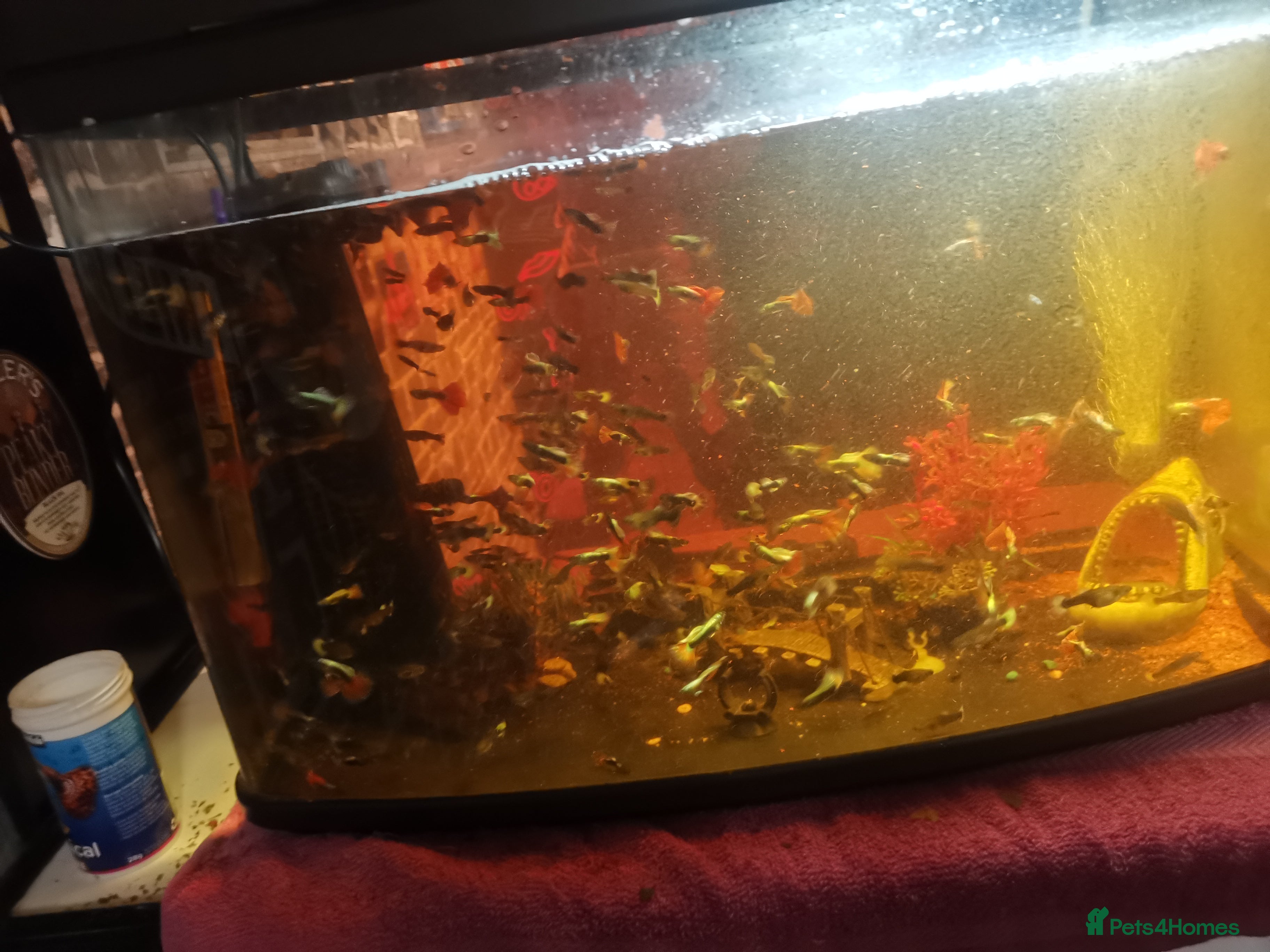 Other/Mixed Breed fish Male and female guppys free to a good home - Advert 1