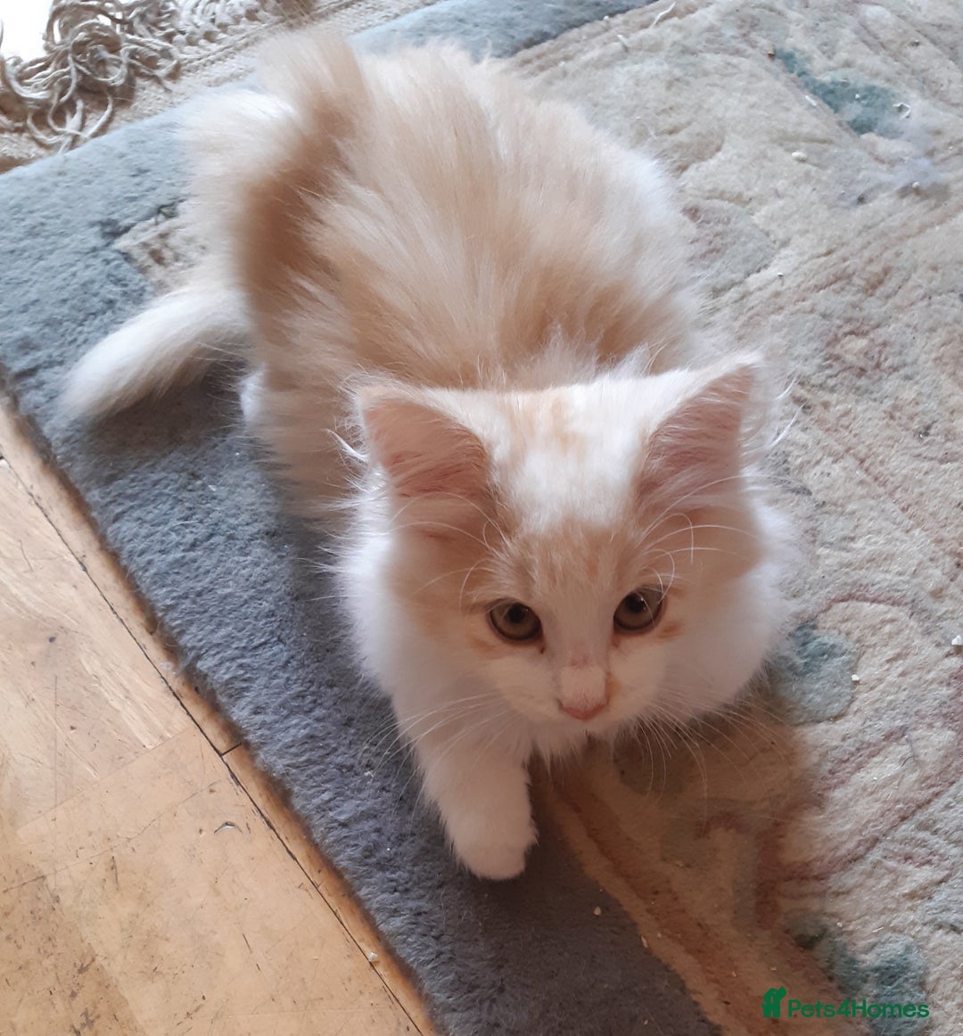 Siberian cats for sale: Three Beautiful Blond Siberian Kittens - Image 20