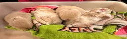 Mini Lop rabbits for sale: Adorable 8-Week-Old Baby Rabbits for Sale 🐰 - Advert 7
