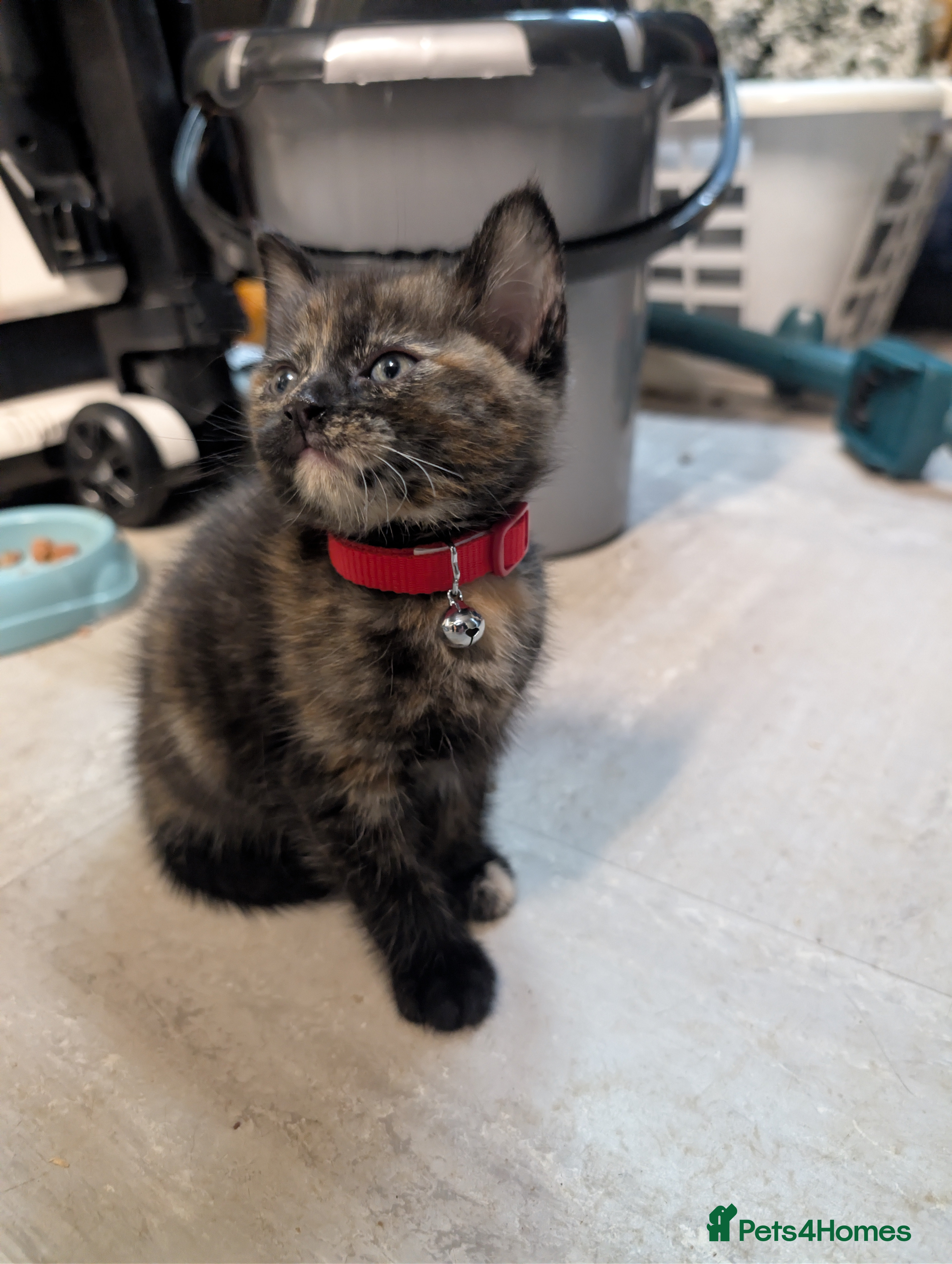 Mixed Breed cats Beautiful female kittens - Advert 18