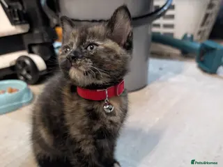 Mixed Breed cats Beautiful female kittens - Advert 18