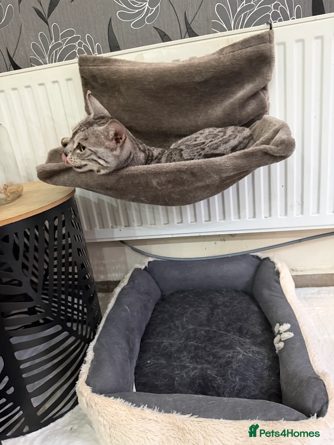 Bengal cats for sale: Mr Oreo - Advert 3