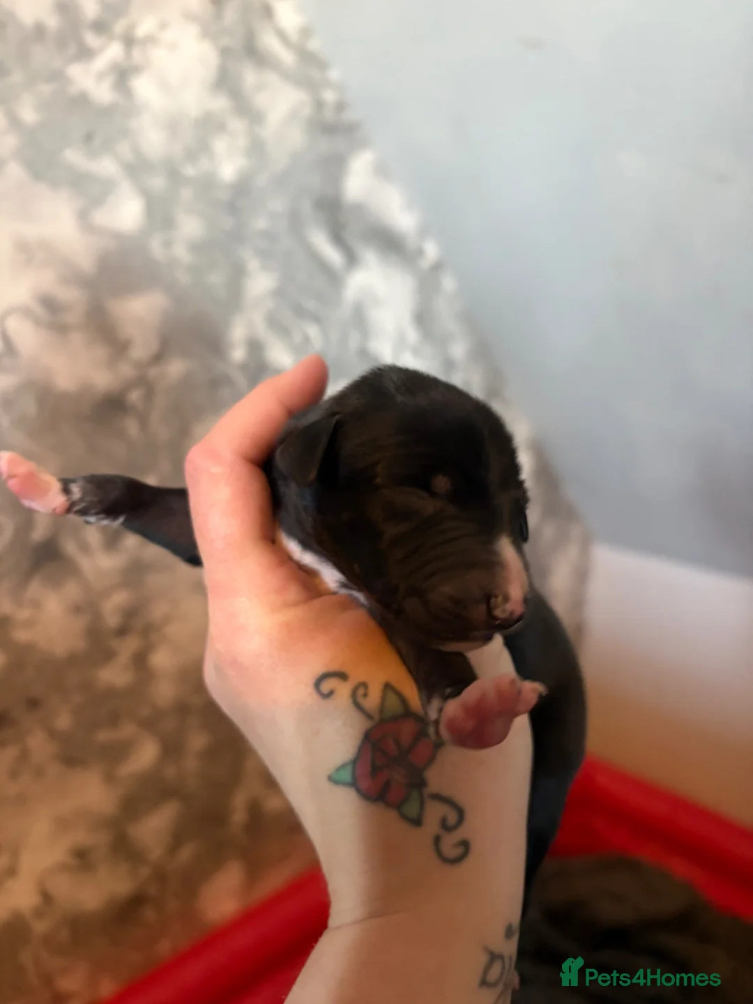 Whippet dogs for sale: Beautiful Whippet pups for sale  - Advert 2