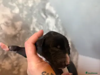 Whippet dogs Beautiful Whippet pups for sale - Advert 5