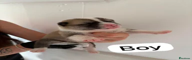 Huskita 2