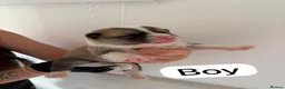 Huskita dogs for sale: Huskita  - Advert 4