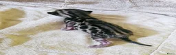 Bengal cats for sale: Adorable Bengal Kittens - Advert 12
