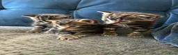 Mixed Breed cats for sale: Kitten  - Advert 10