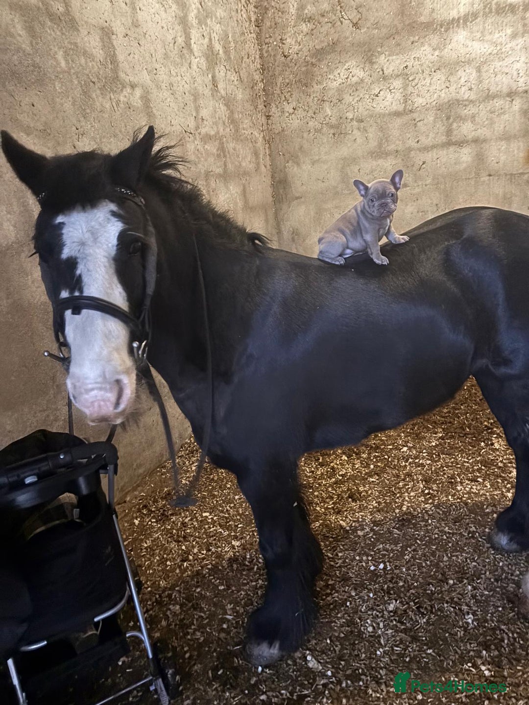 French Bulldog dogs for sale: French bulldog puppies - Advert 3