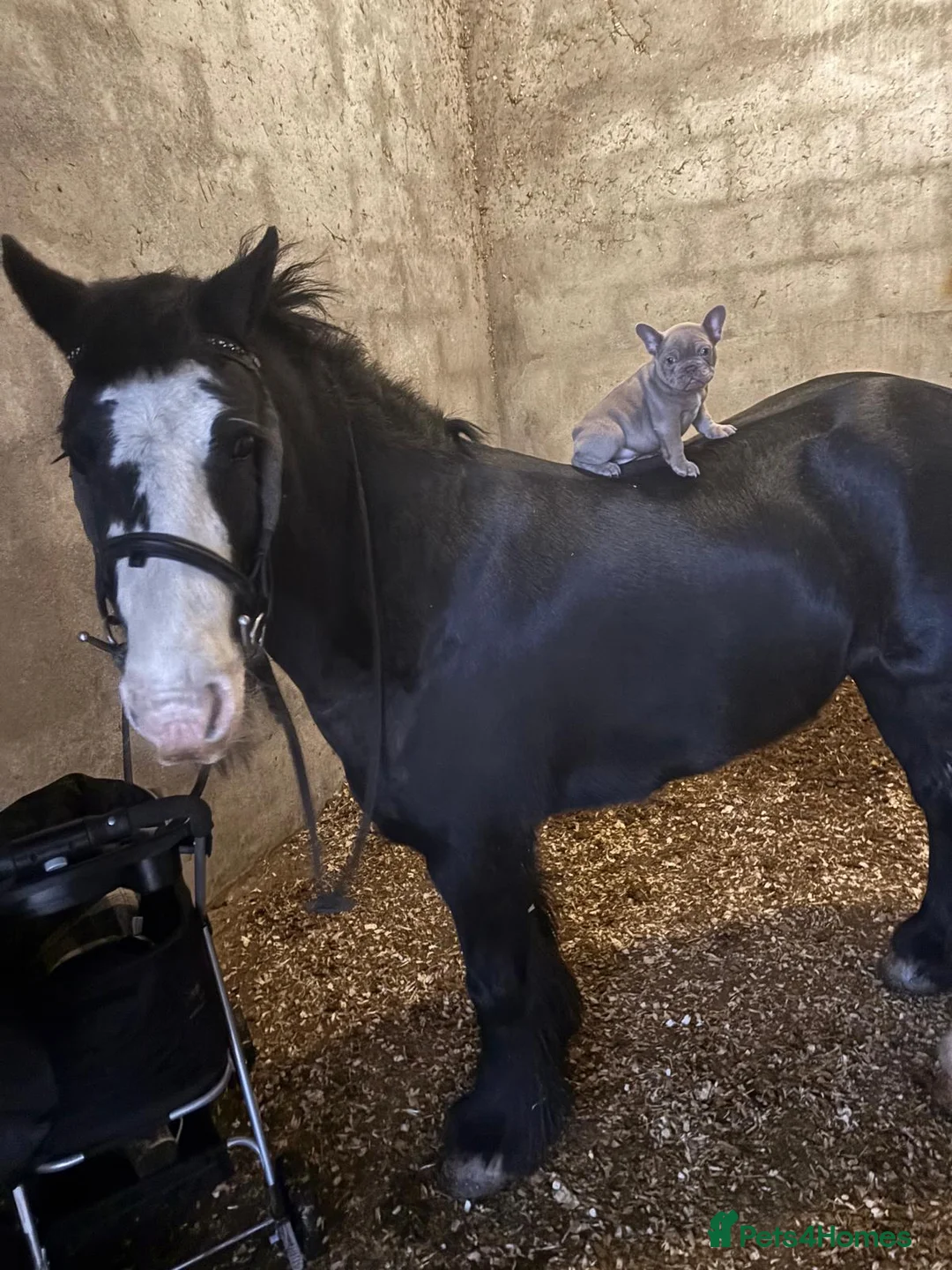 French Bulldog dogs for sale: French bulldog puppies - Advert 3