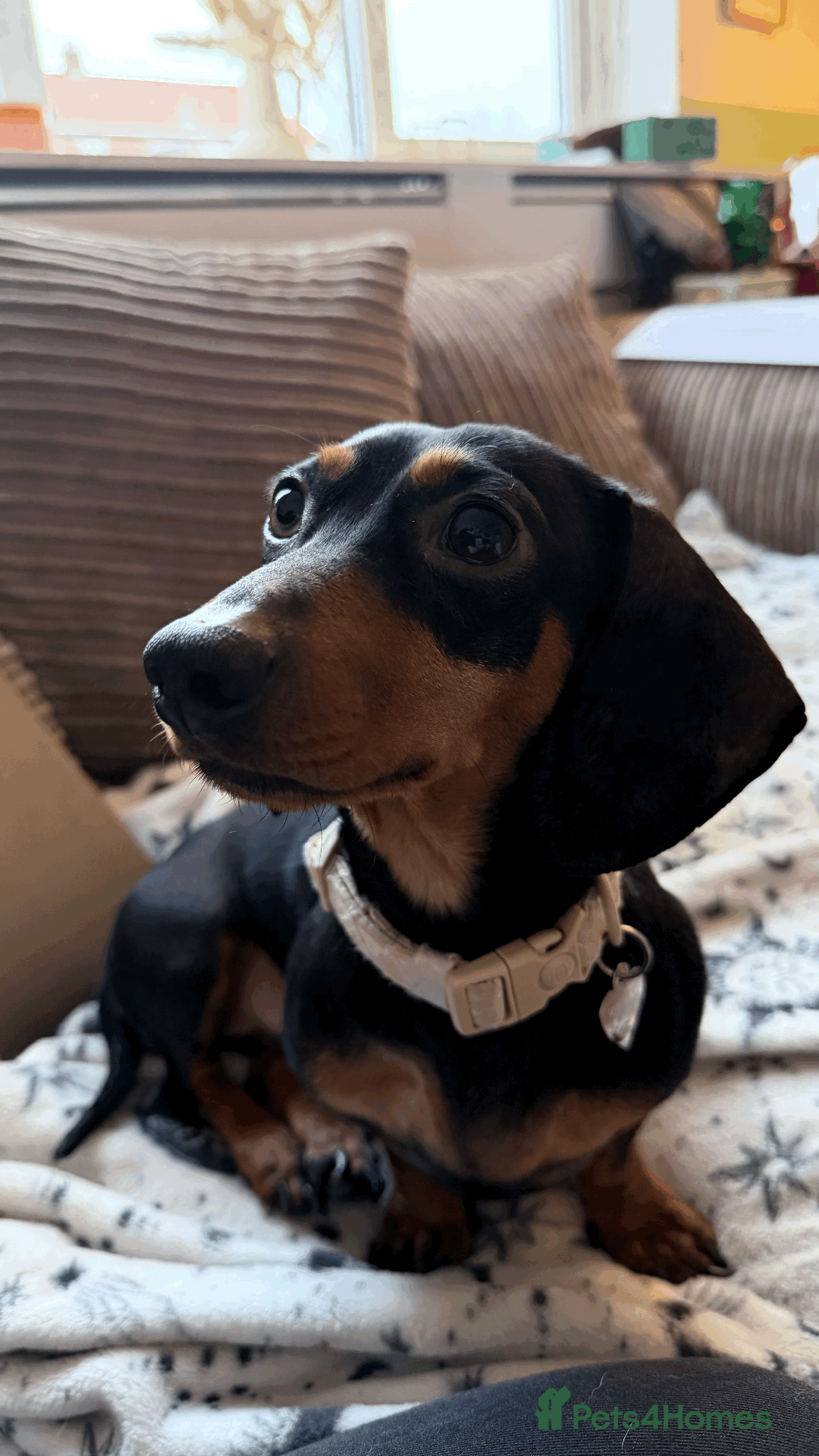 Miniature Dachshund dogs for sale: 2 year old Female Miniature Dachshund - Advert 2
