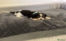 Cavalier King Charles Spaniel dogs for sale: Cavalier King Charles  - Image 7