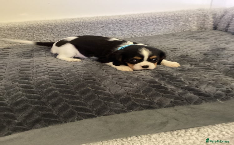 Cavalier King Charles Spaniel dogs - Advert 16