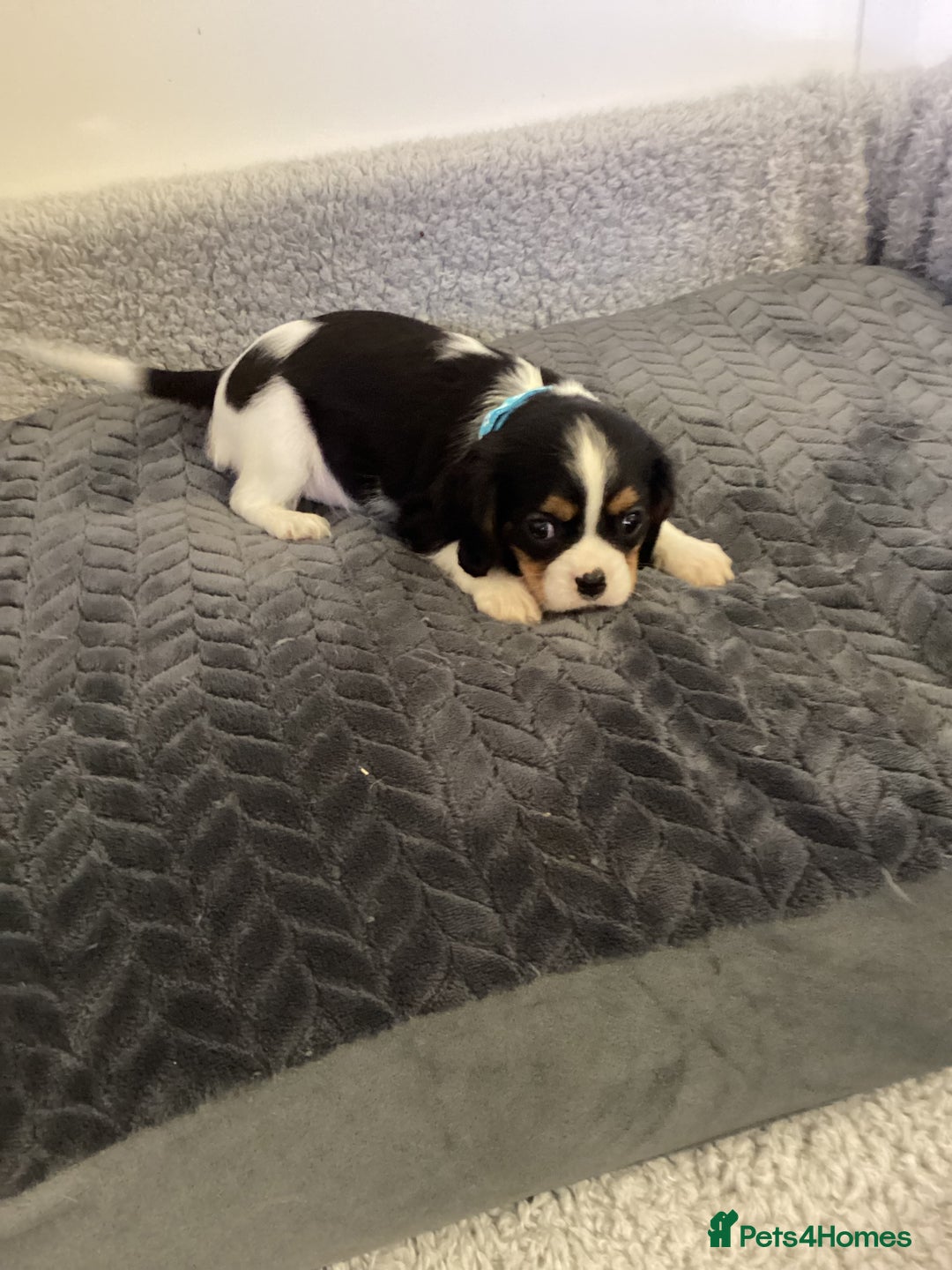 Cavalier King Charles Spaniel dogs for sale: Cavalier King Charles  - Image 7