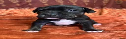 Staffordshire Bull Terrier dogs for sale: Staffordshire Bull Terrier Puppies🐾 - Advert 5