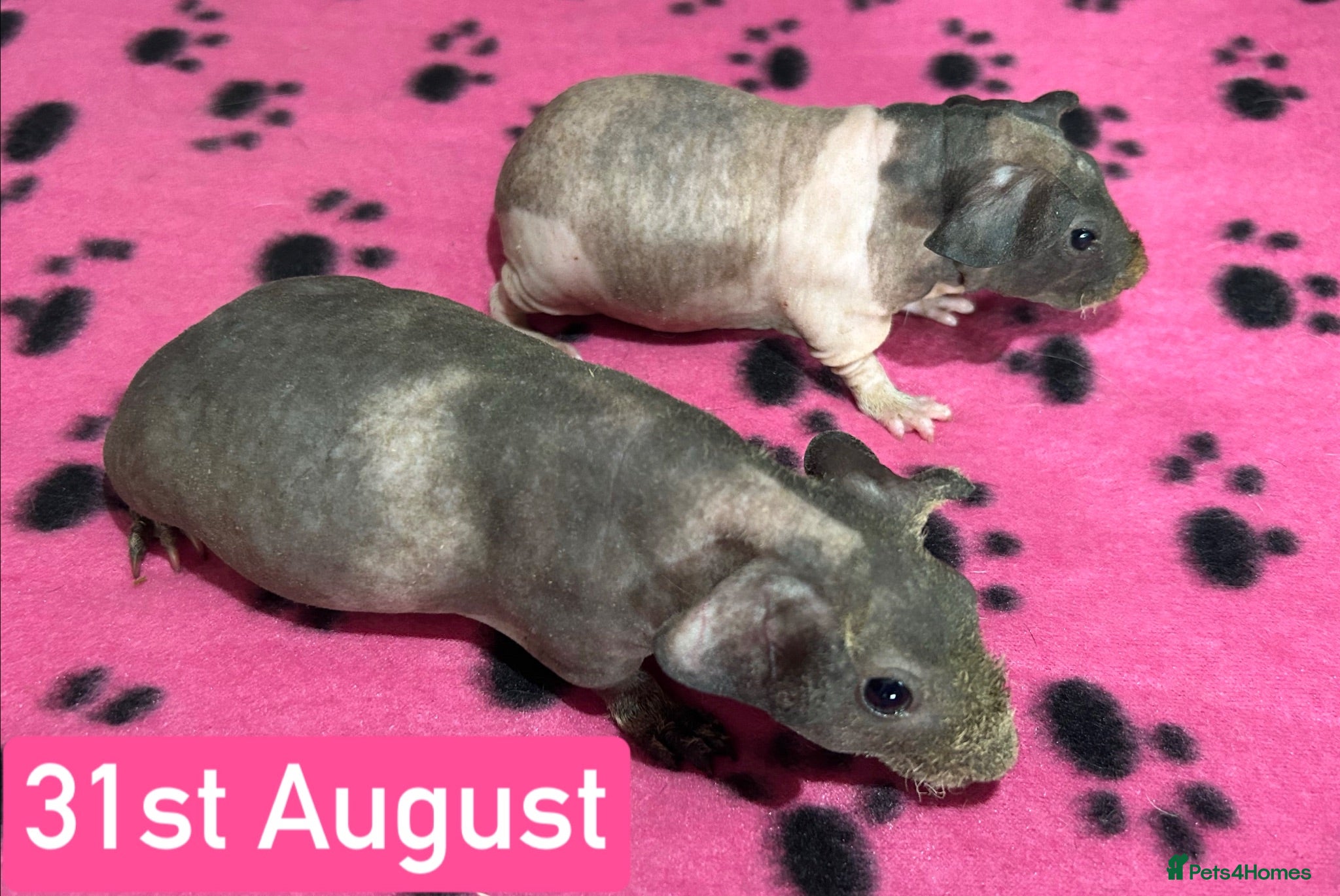Guinea Pig rodents Skinny Pig Sows  - Advert 6