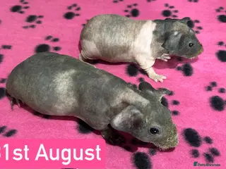 Guinea Pig rodents Skinny Pig Sows - Advert 6
