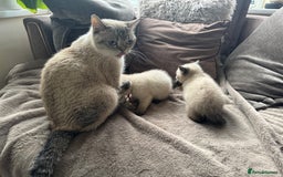 British Shorthair cats for sale:  British shorthair colourpoint pedigree kittens  - Image 26