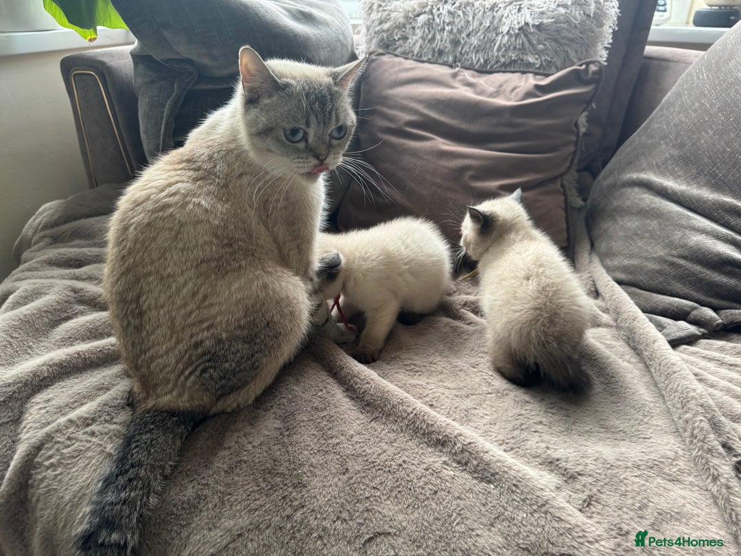 British Shorthair cats for sale:  British shorthair colourpoint pedigree kittens  - Image 26