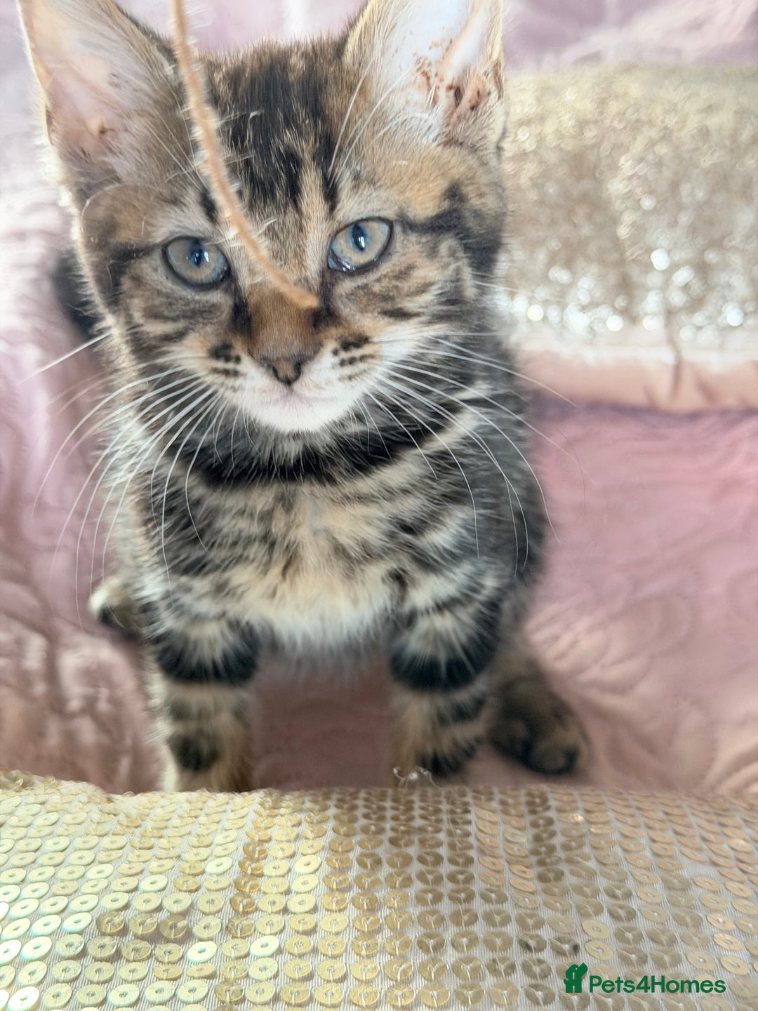 British Shorthair cats for sale: Purr-fect  **  Kittens Ready for new home - Advert 4