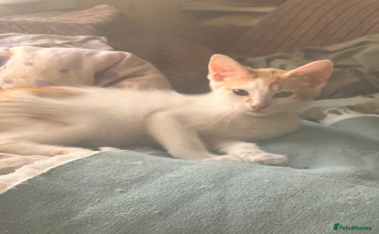 Mixed Breed cats - Advert 4