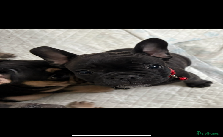 French Bulldog dogs - Advert 1