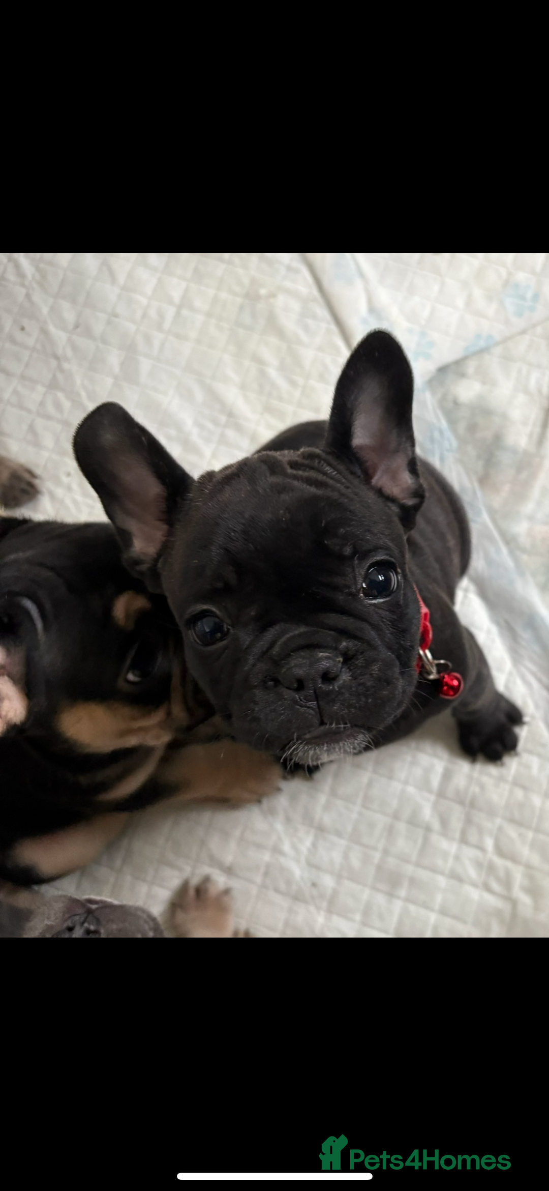 French Bulldog dogs for sale: French bulldog puppies - Image 8