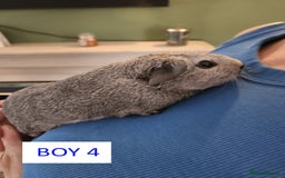 Guinea Pig rodents for sale: Male Guinea Pigs For Sale - Image 7