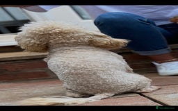 Akita dogs for sale: Poodle small  - Advert 2