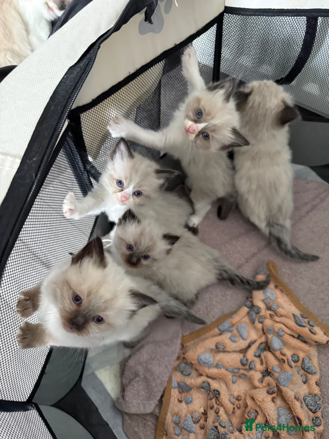 Ragdoll cats for sale: Ragdoll - Advert 2