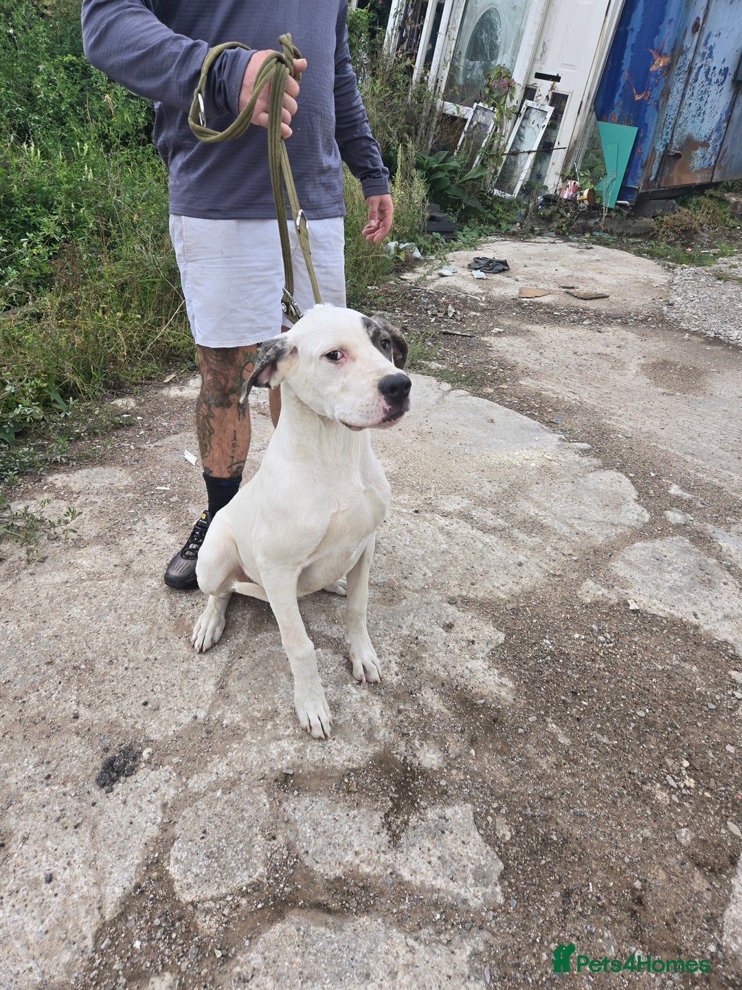 Mixed Breed dogs for sale: PresaAlabai - Advert 5