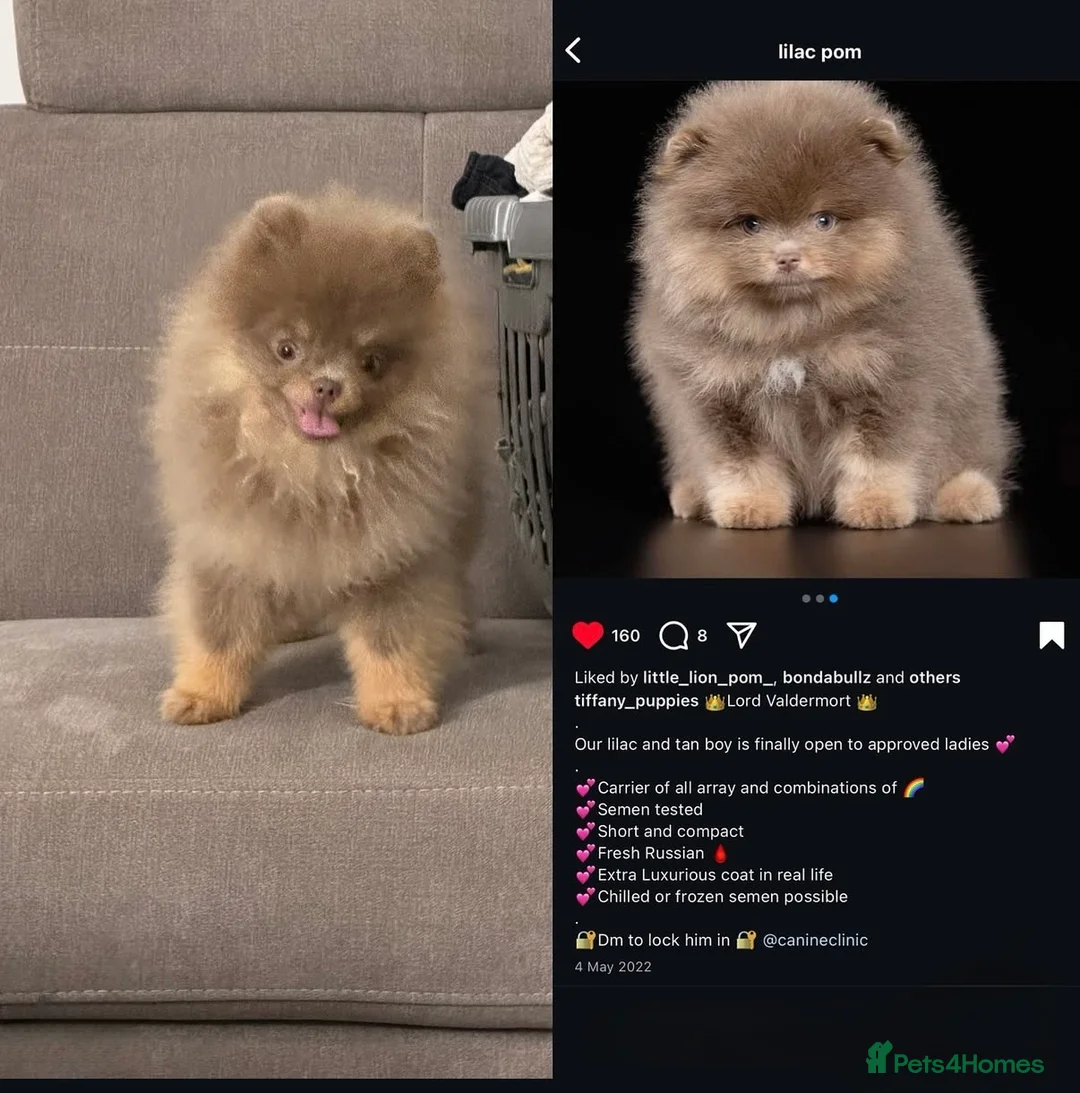 Pomeranian dogs for stud: Exclusive KC Lilac Tan Teddy 🧸 - Advert 8