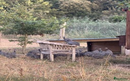 Guinea Fowl poultry for sale: Guinea Fowl for sale  - Image 3