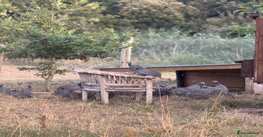 Guinea Fowl poultry - Advert 8