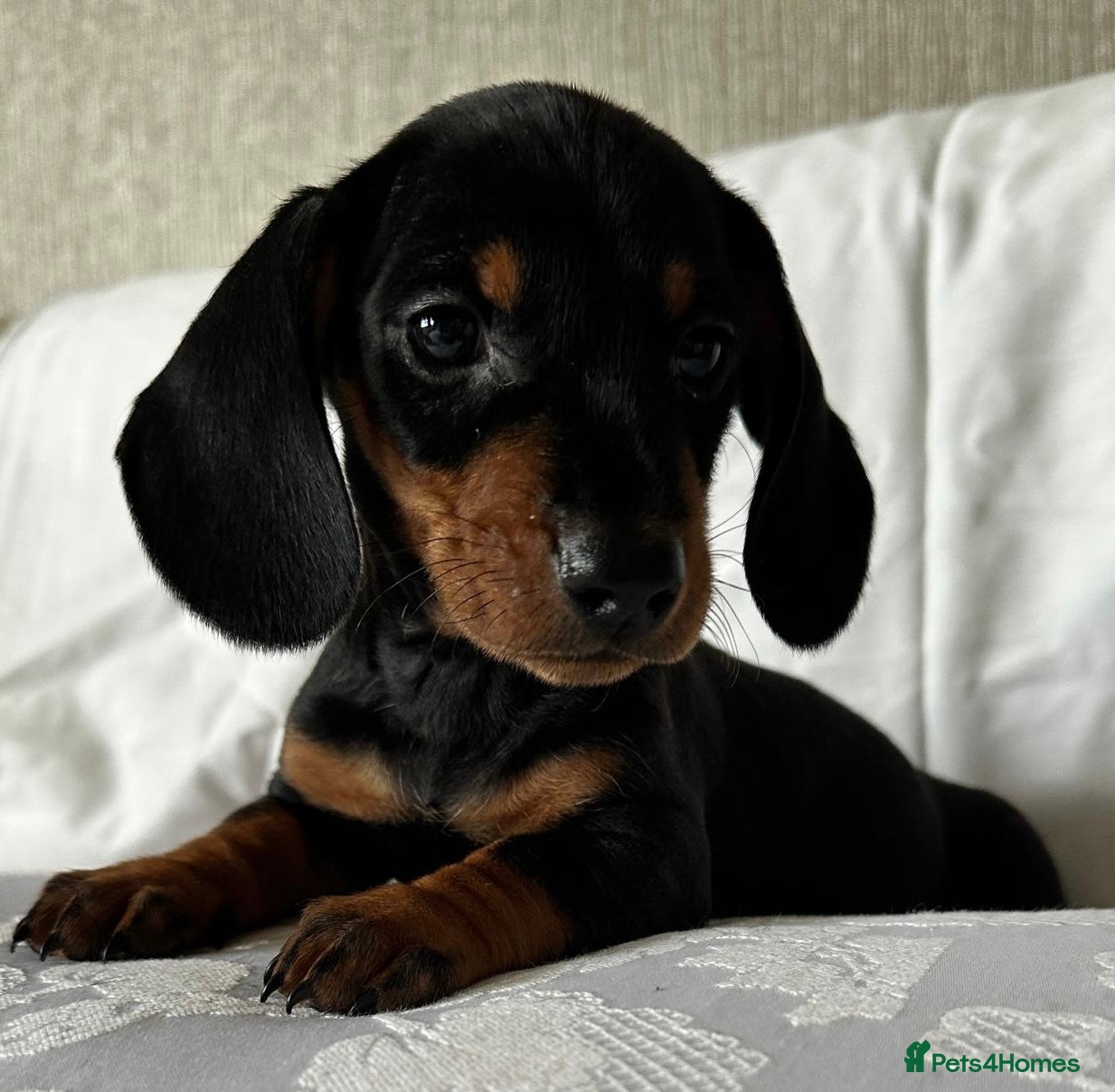 Miniature Dachshund dogs Reduced - KC Black & Tan Miniature Dachshunds - Advert 2